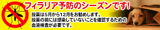 フィラリア予防シーズンです！