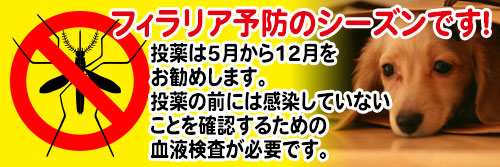 フィラリア予防シーズンです！